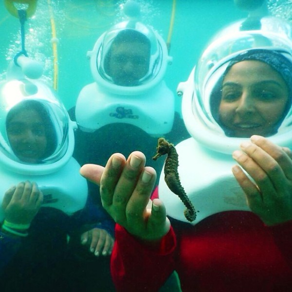 group snuba and seahorse