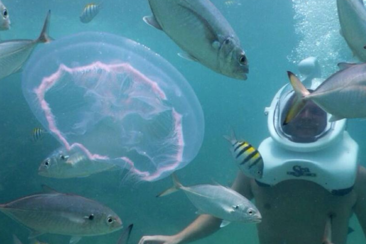 man snuba and fish