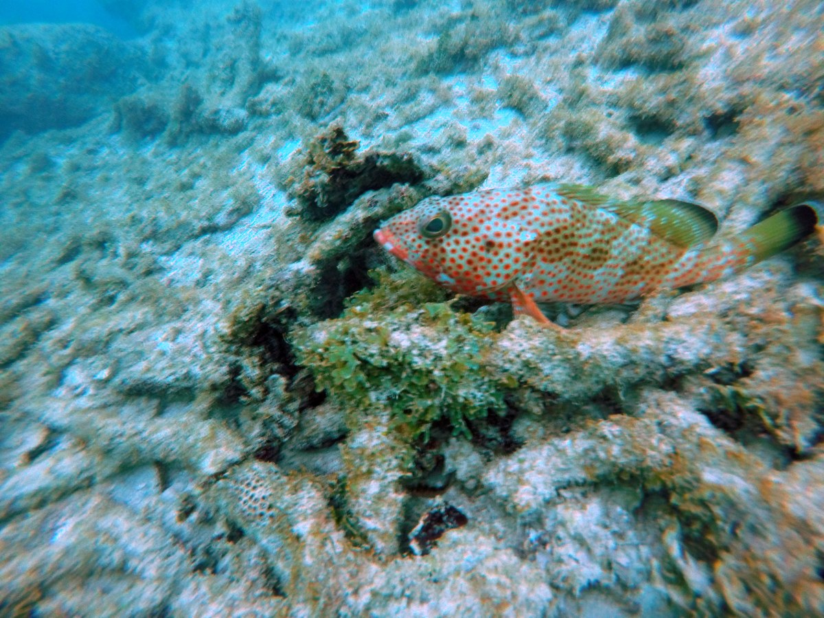 Orange fish swimming in clear blue Caribbean Ocean