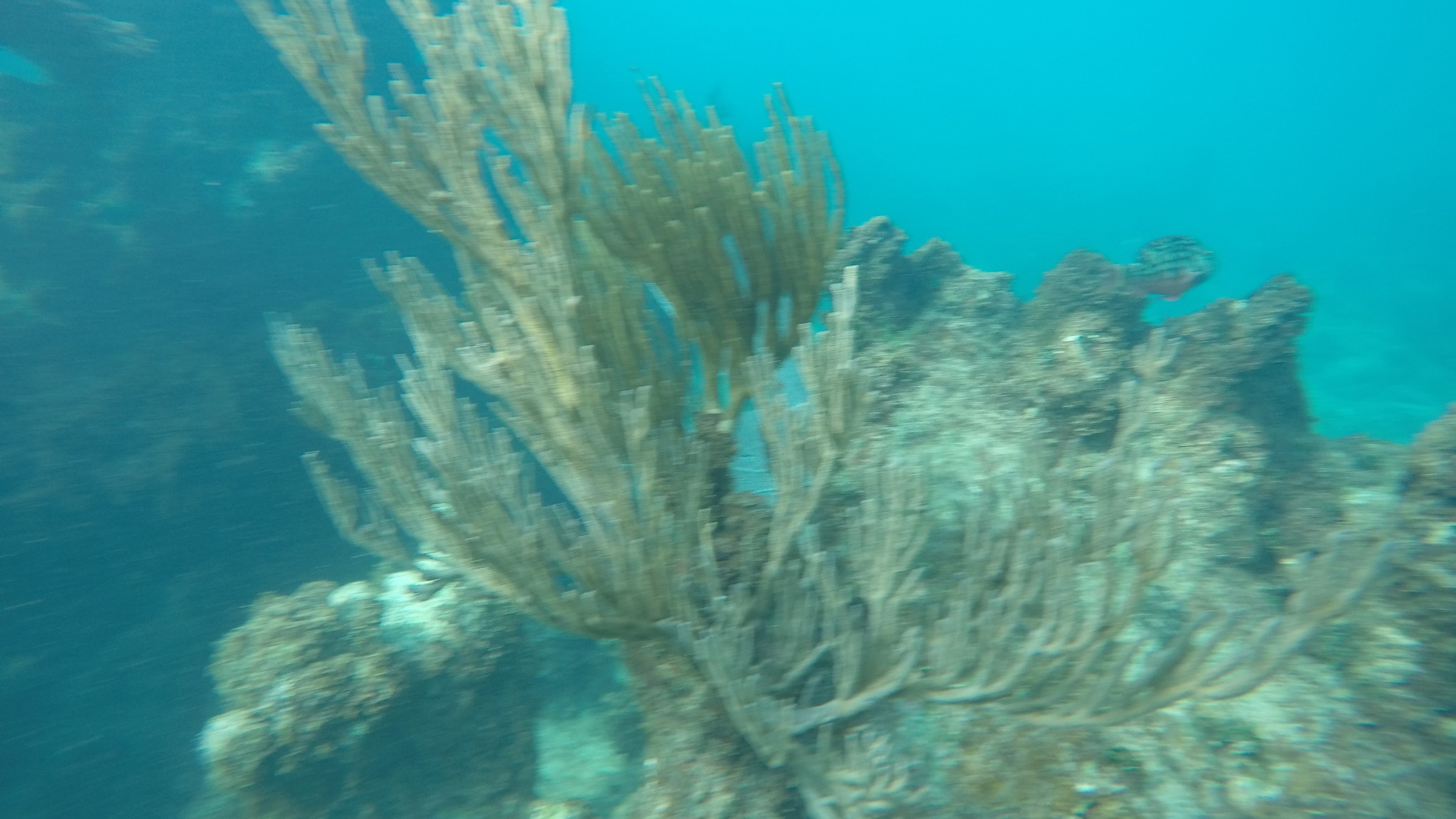 Coral reef in Puerto Rico