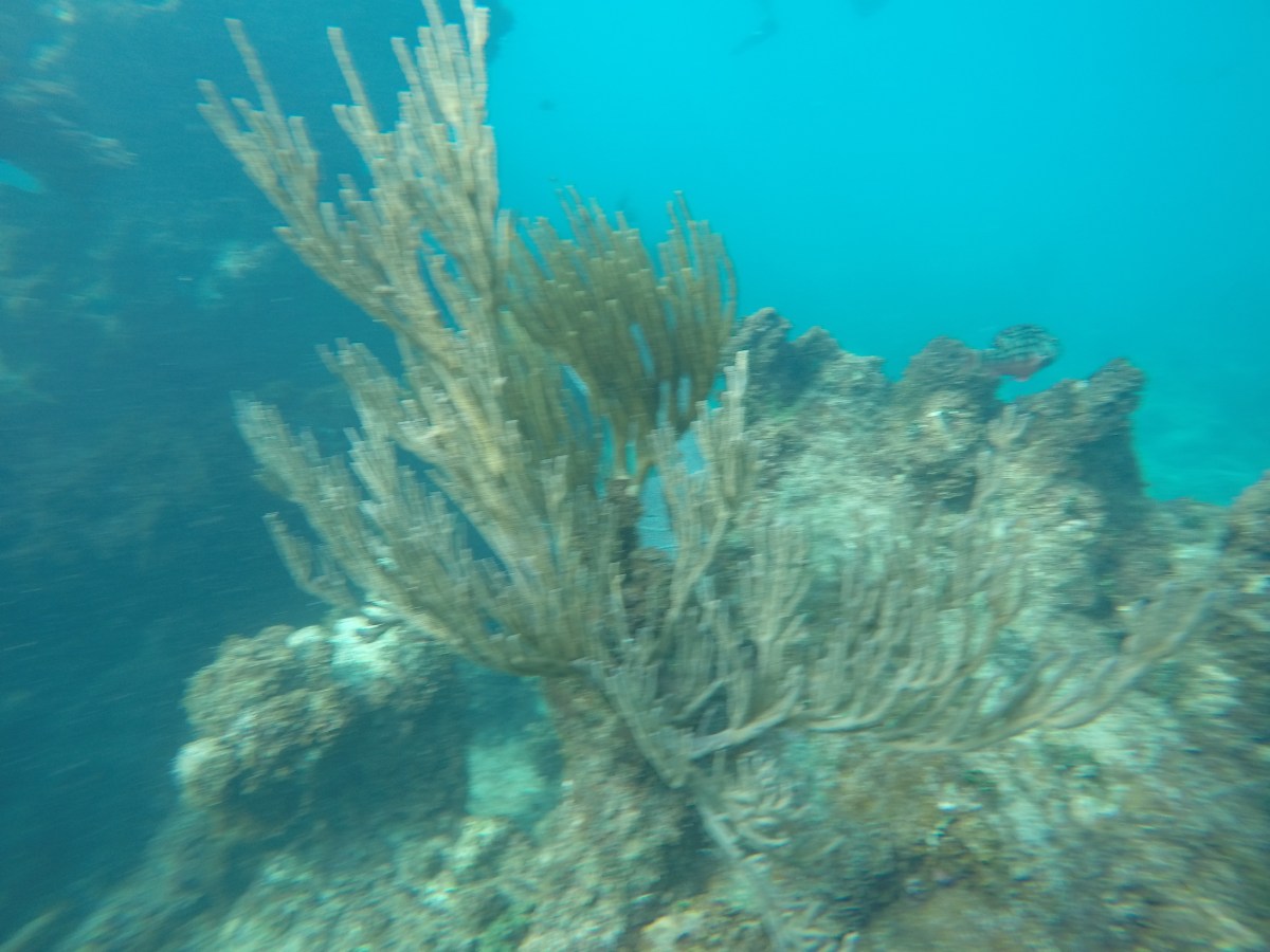 Coral reef in Puerto Rico