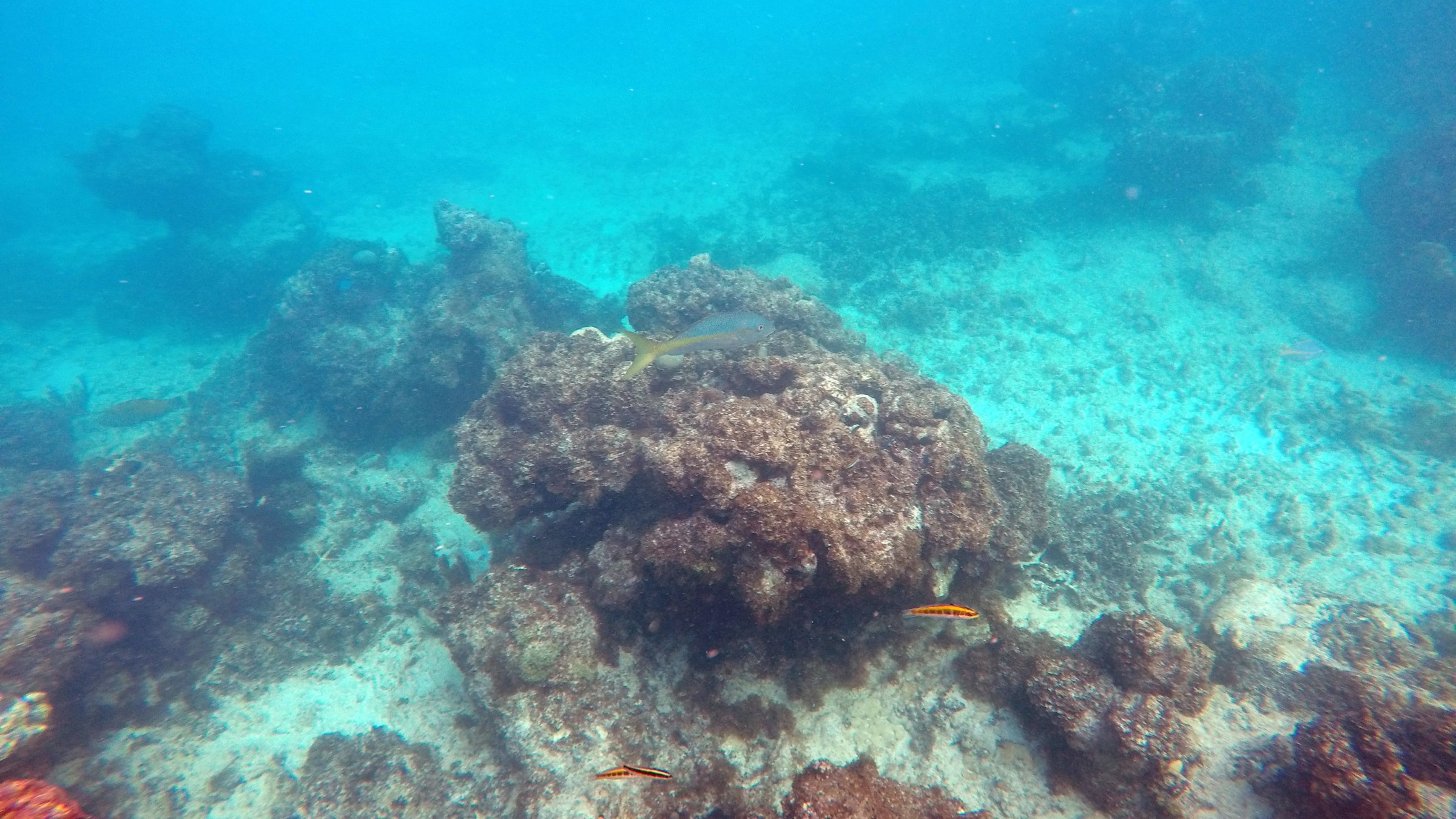 coral reef and fish
