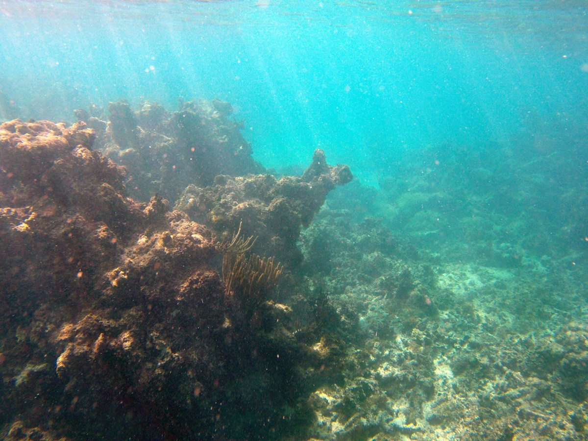 coral reef