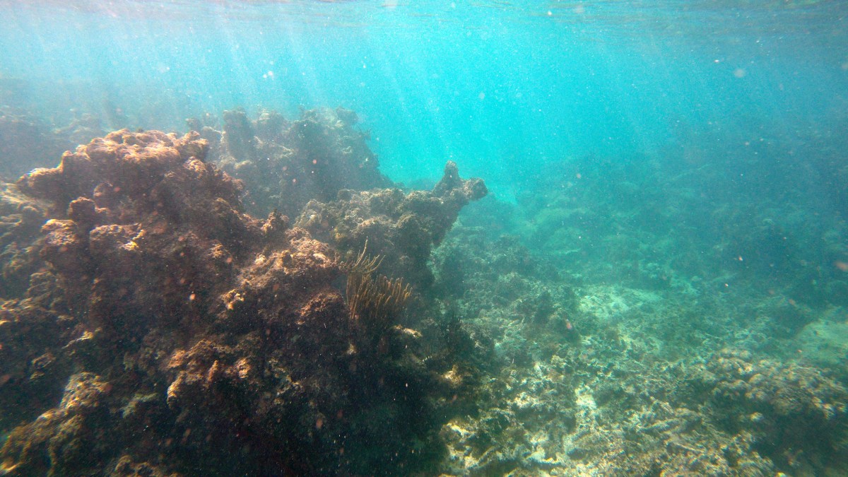 coral reef