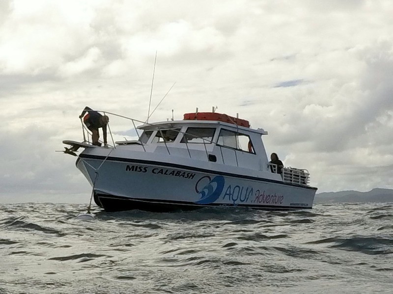 Miss Calabash Newton 46'