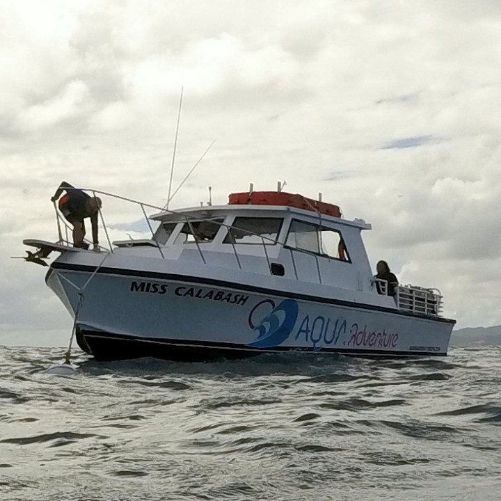Miss Calabash Newton 46'