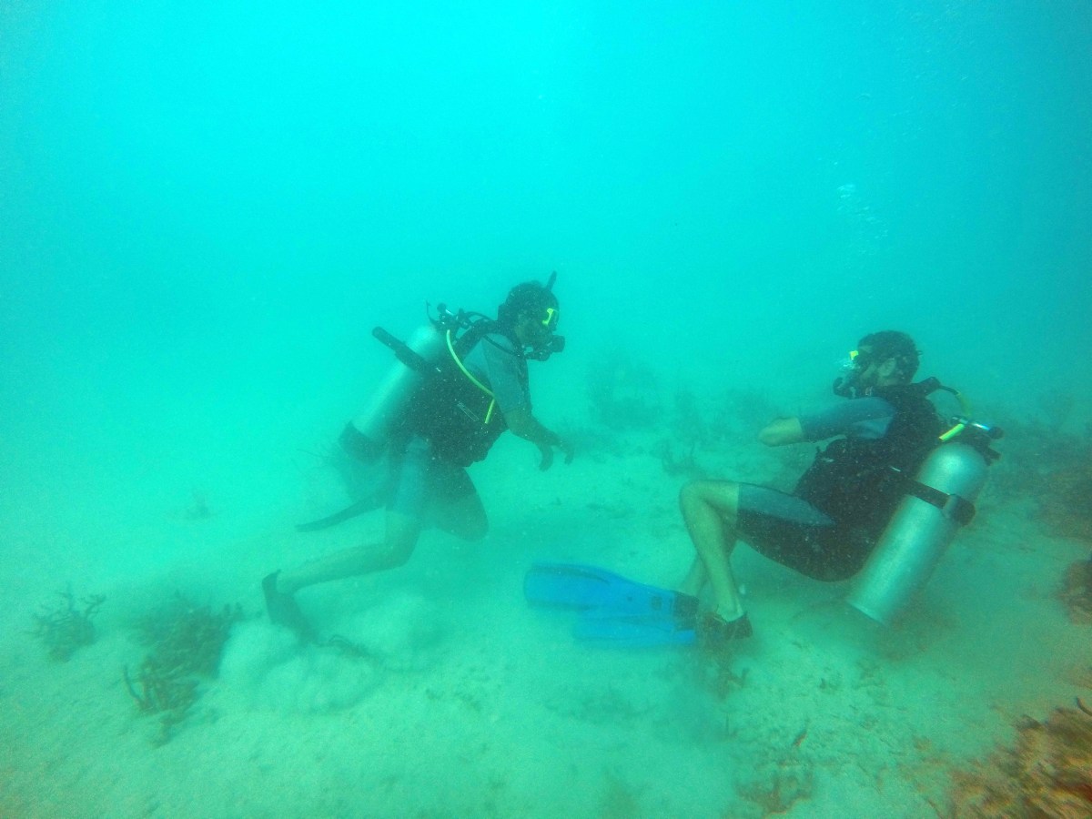 Scuba divers swimming near bottom