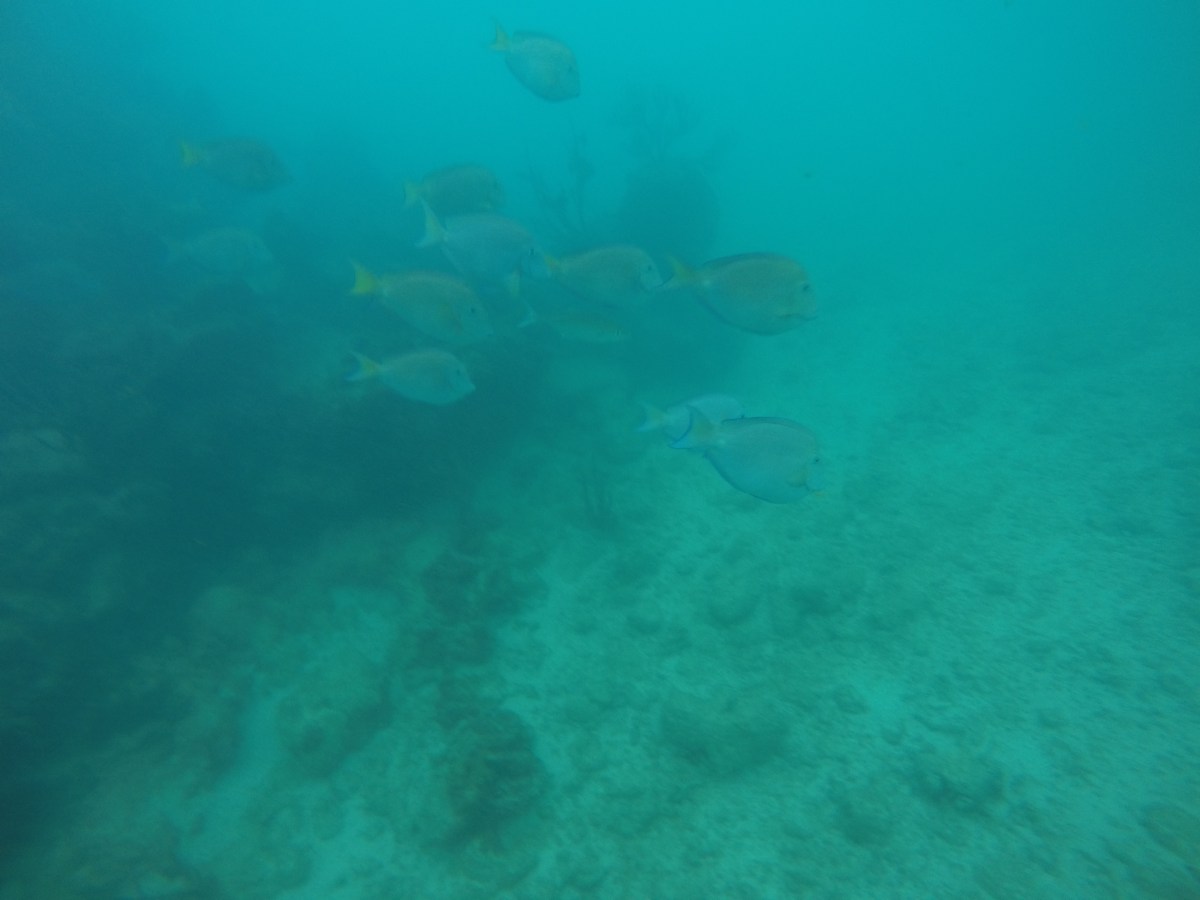 fish swimming