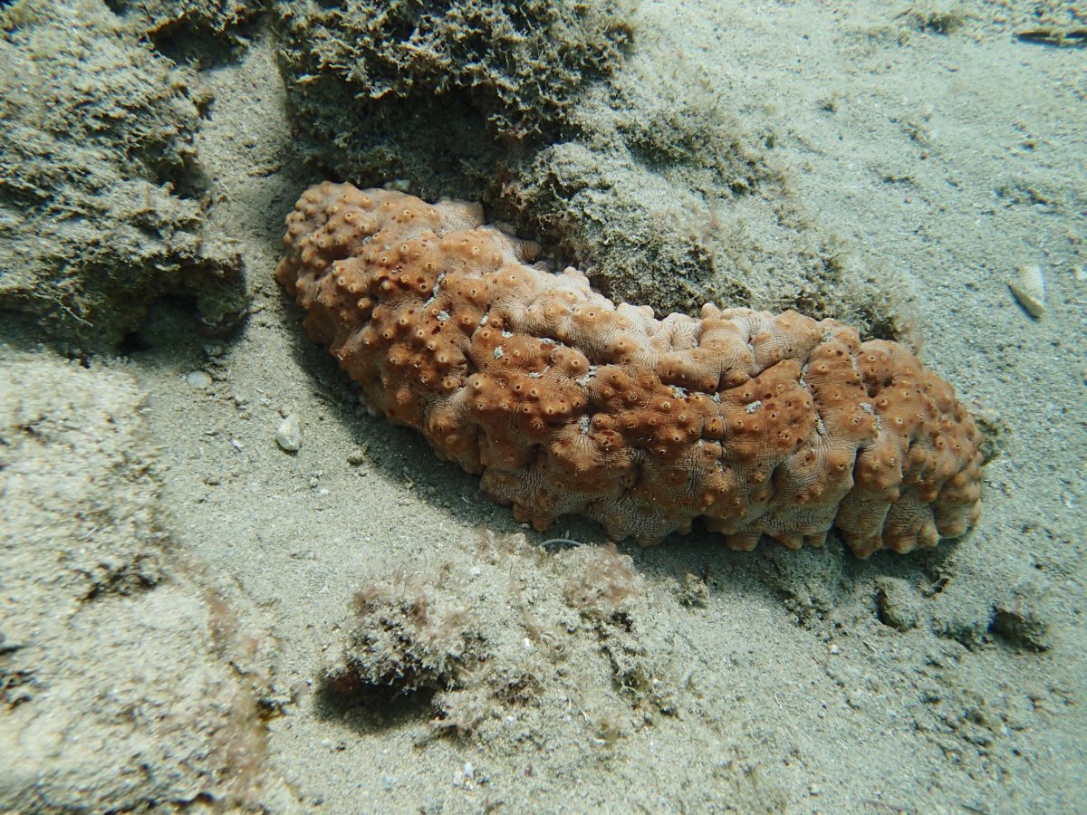 Orange Coral Reef