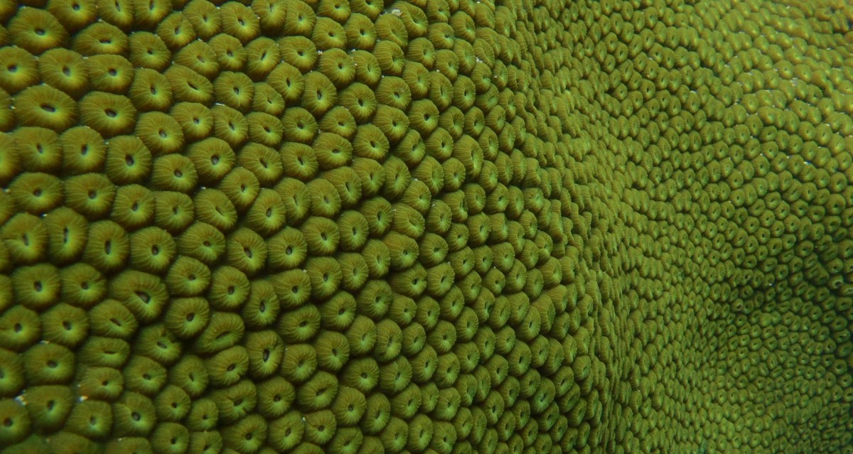 Coral reef close up