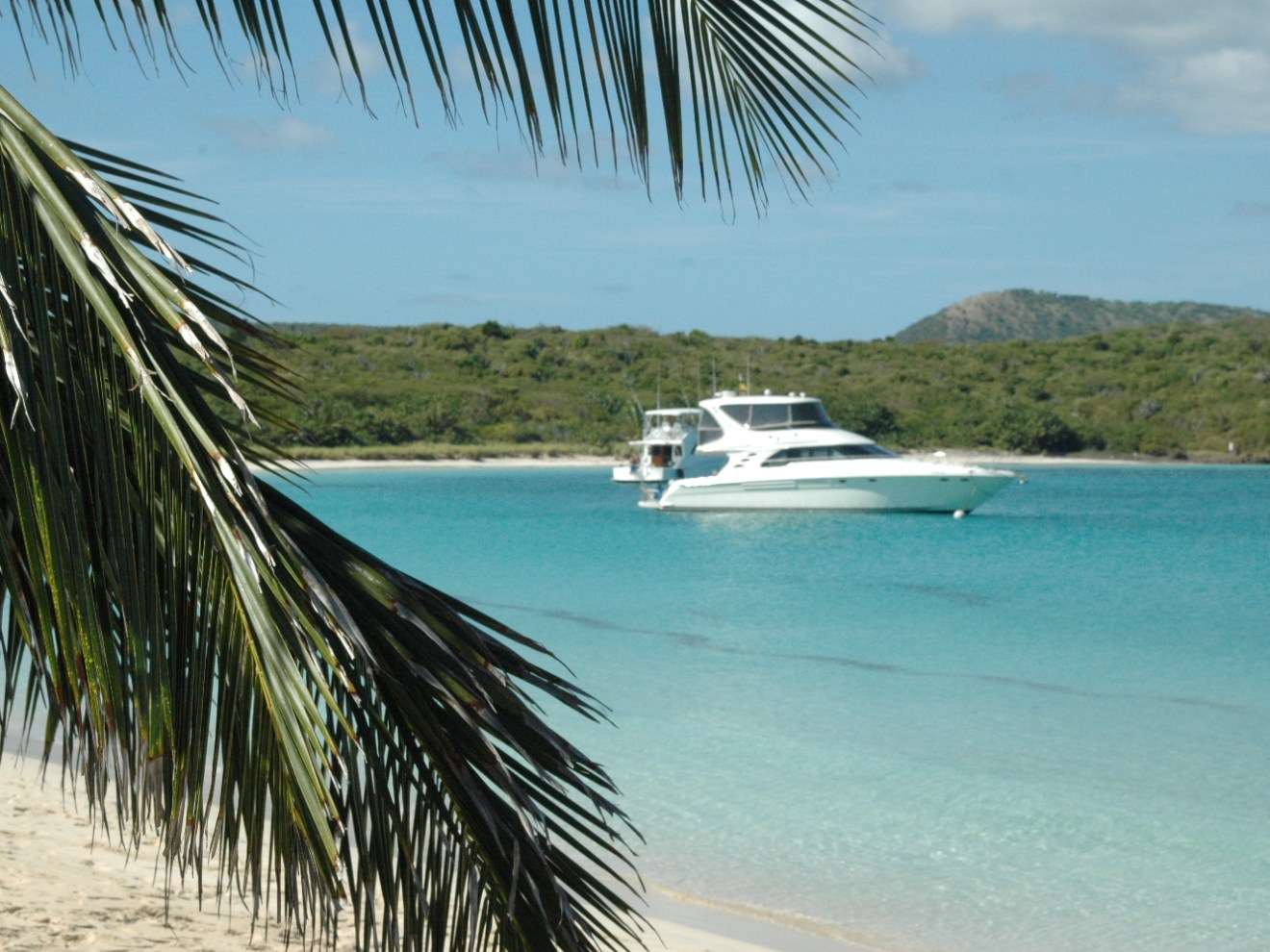 aqua adventure boat and palm tree