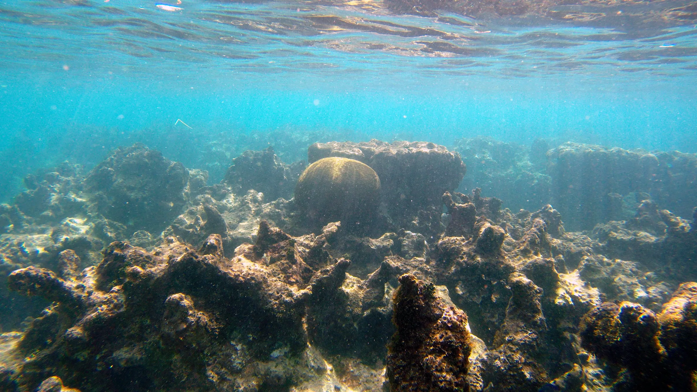 coral