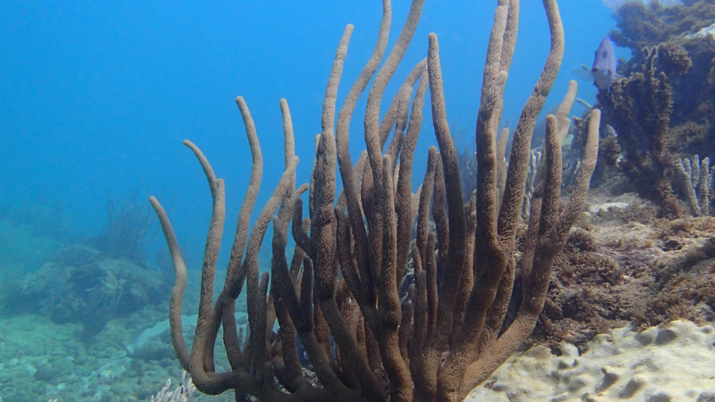 Coral Reef