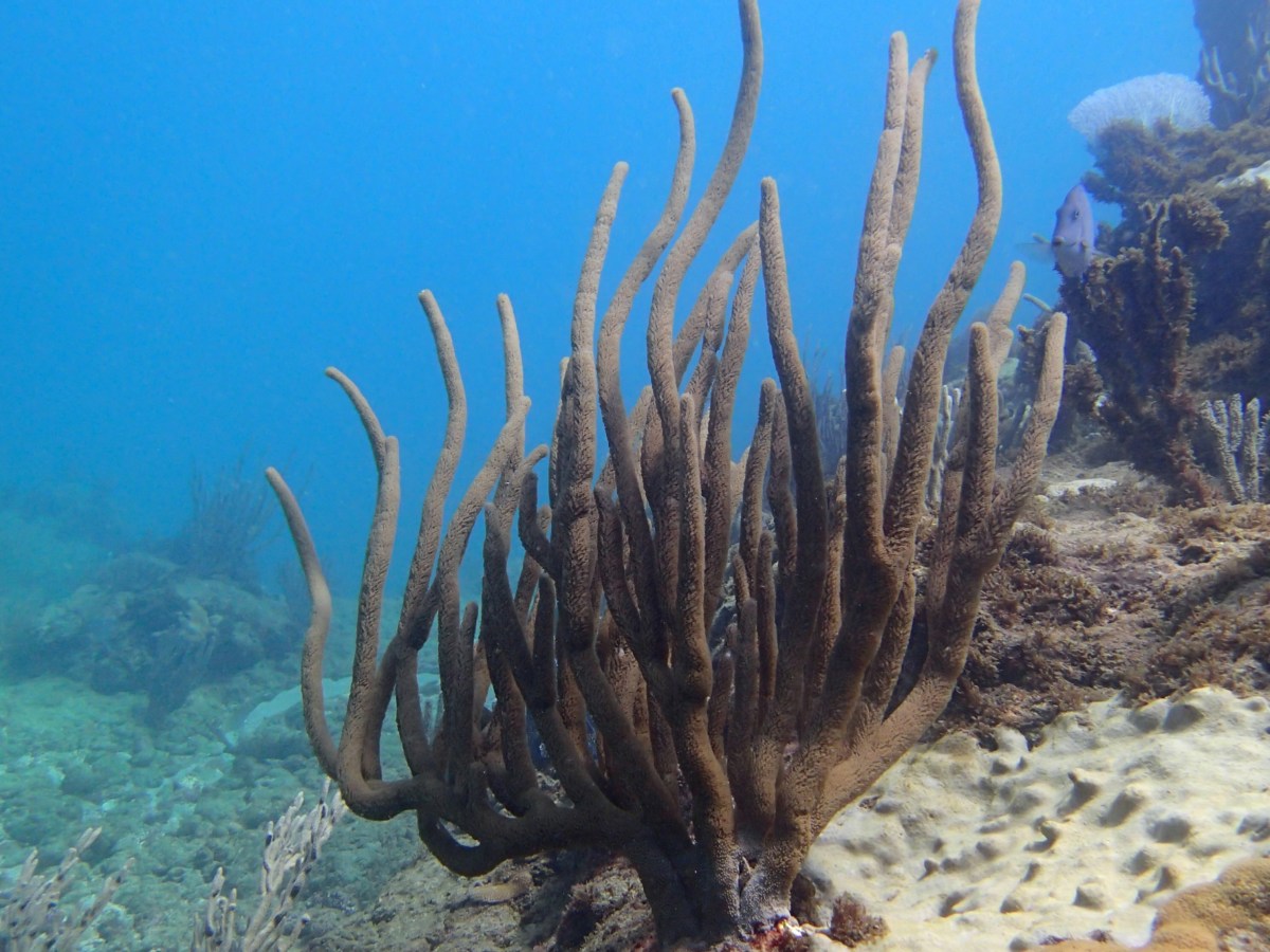 Coral Reef