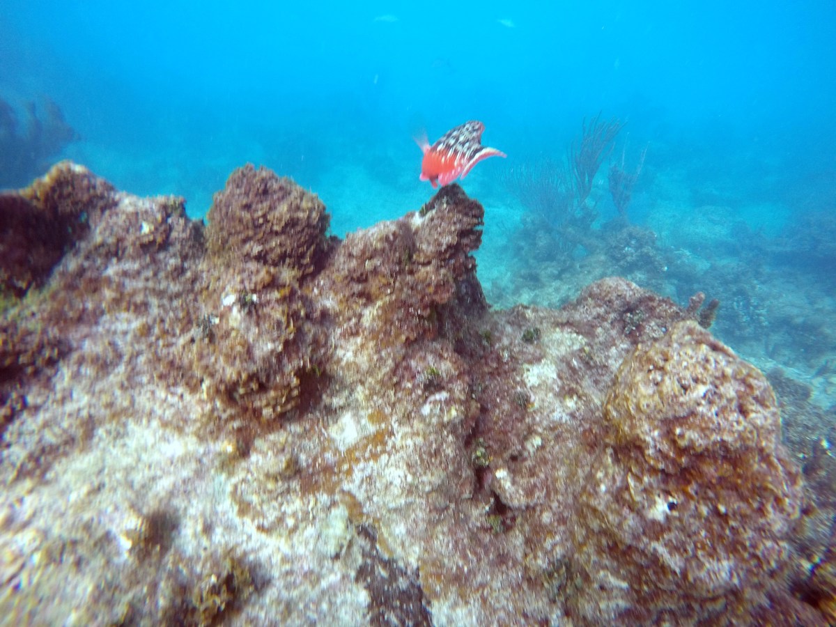 Orange fish swimming over the coral reefs