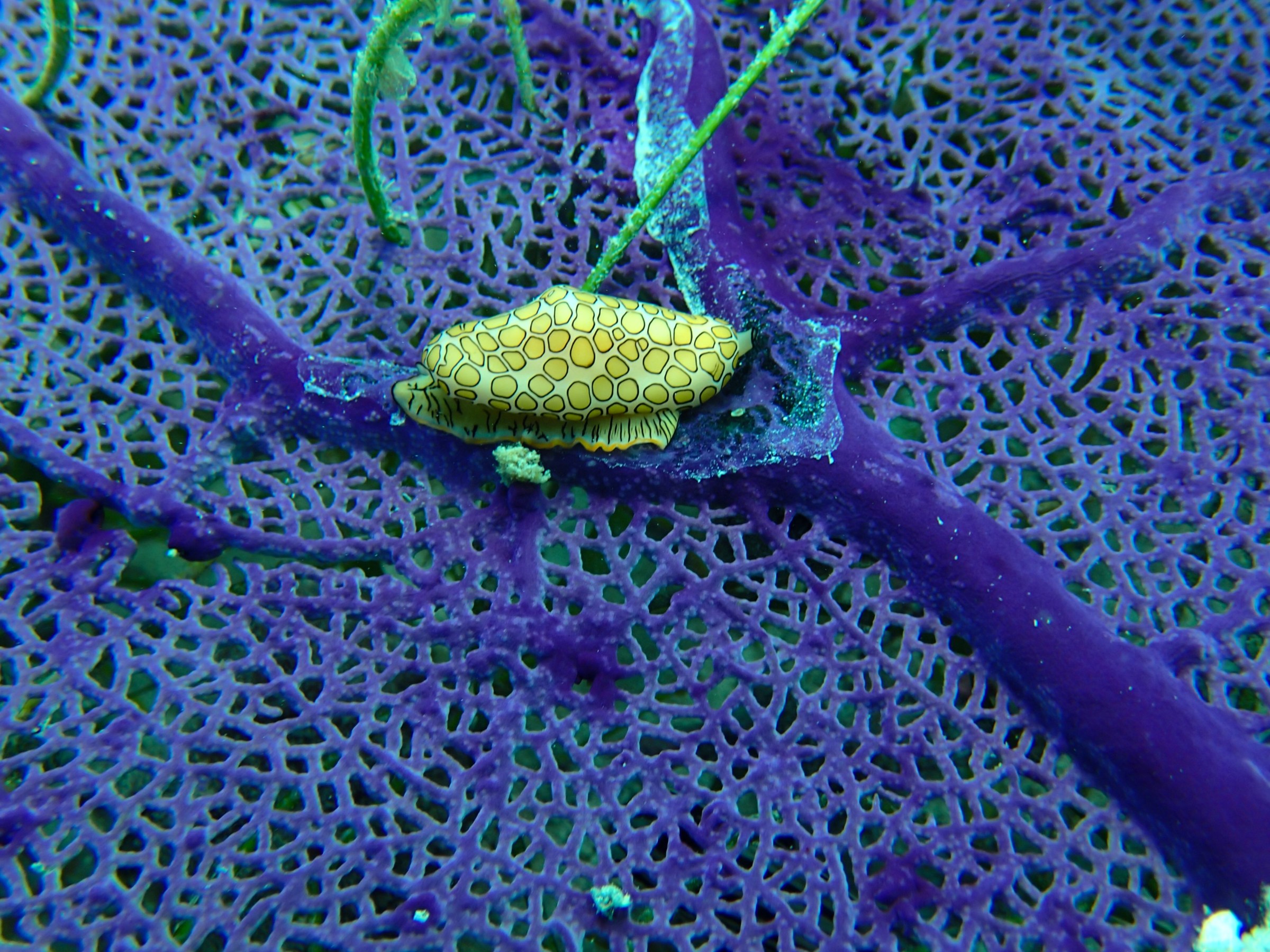 Purple fibers forming a net with a small yellow fish
