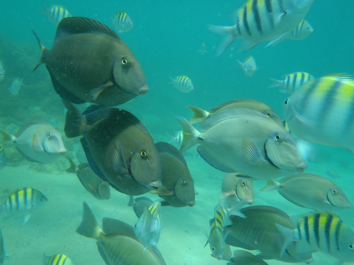 School of fish in the Caribbean