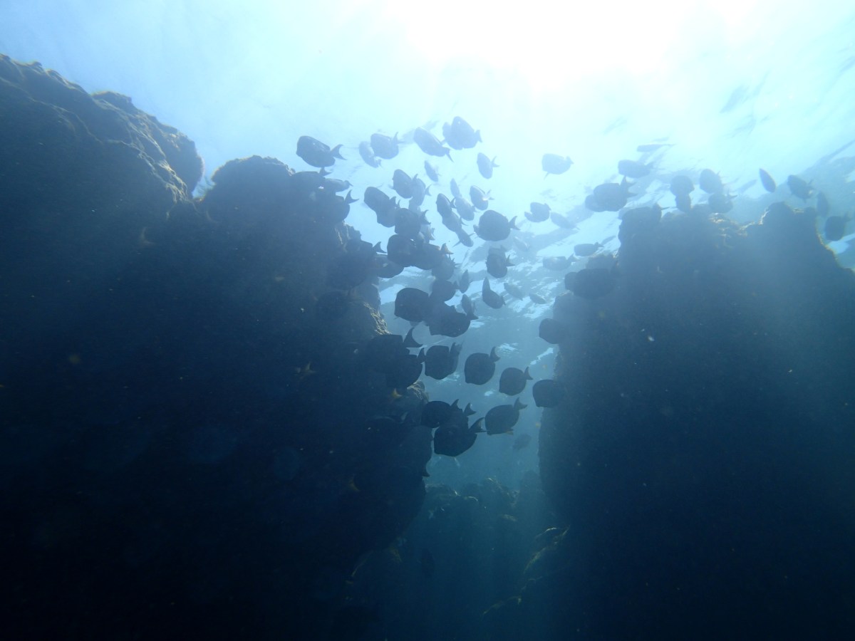 View of a school of fish from the bottom, peering into the sun kissing the water